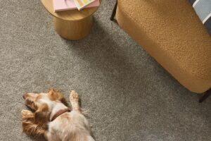 pet protection