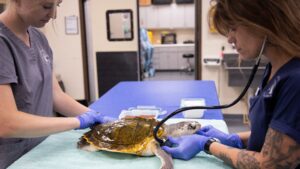 Georgia Sea Turtle Center