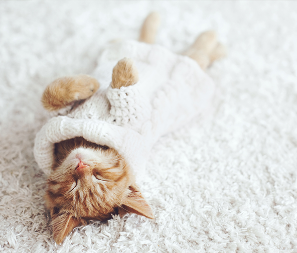 Kitty in knitted sweater laying back on soft white carpet