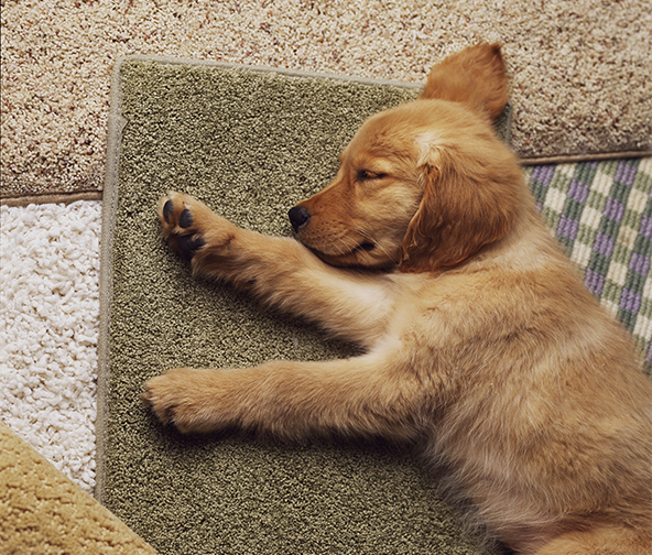 Puppy on different rugs and carpet